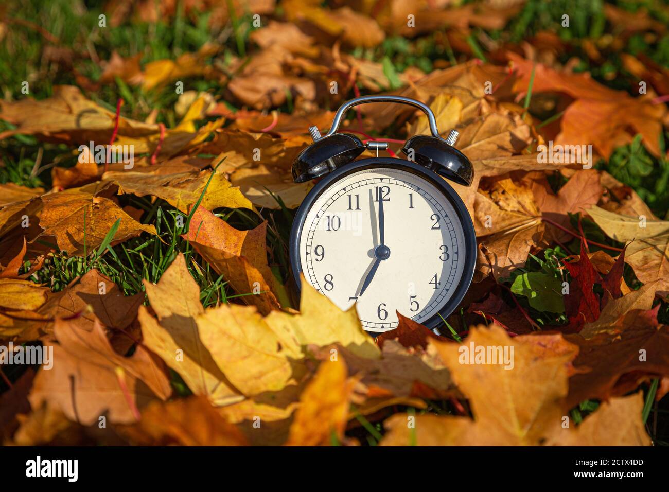 réveil dans les feuilles d'automne Banque D'Images