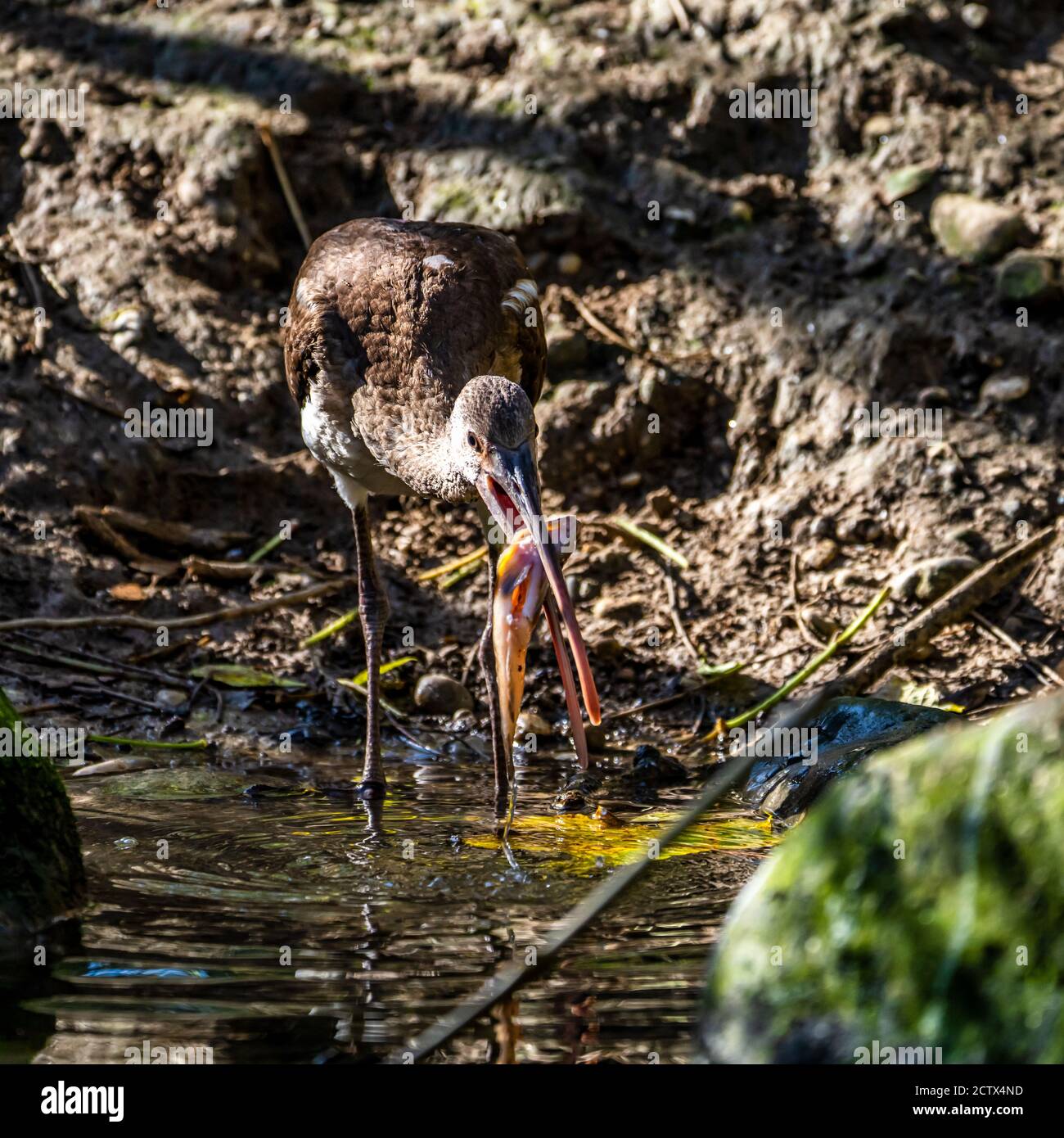 L'ibis falcinelle Plegadis falcinellus, est un oiseau échassier de la famille des Threskiornithidae ibis. Banque D'Images