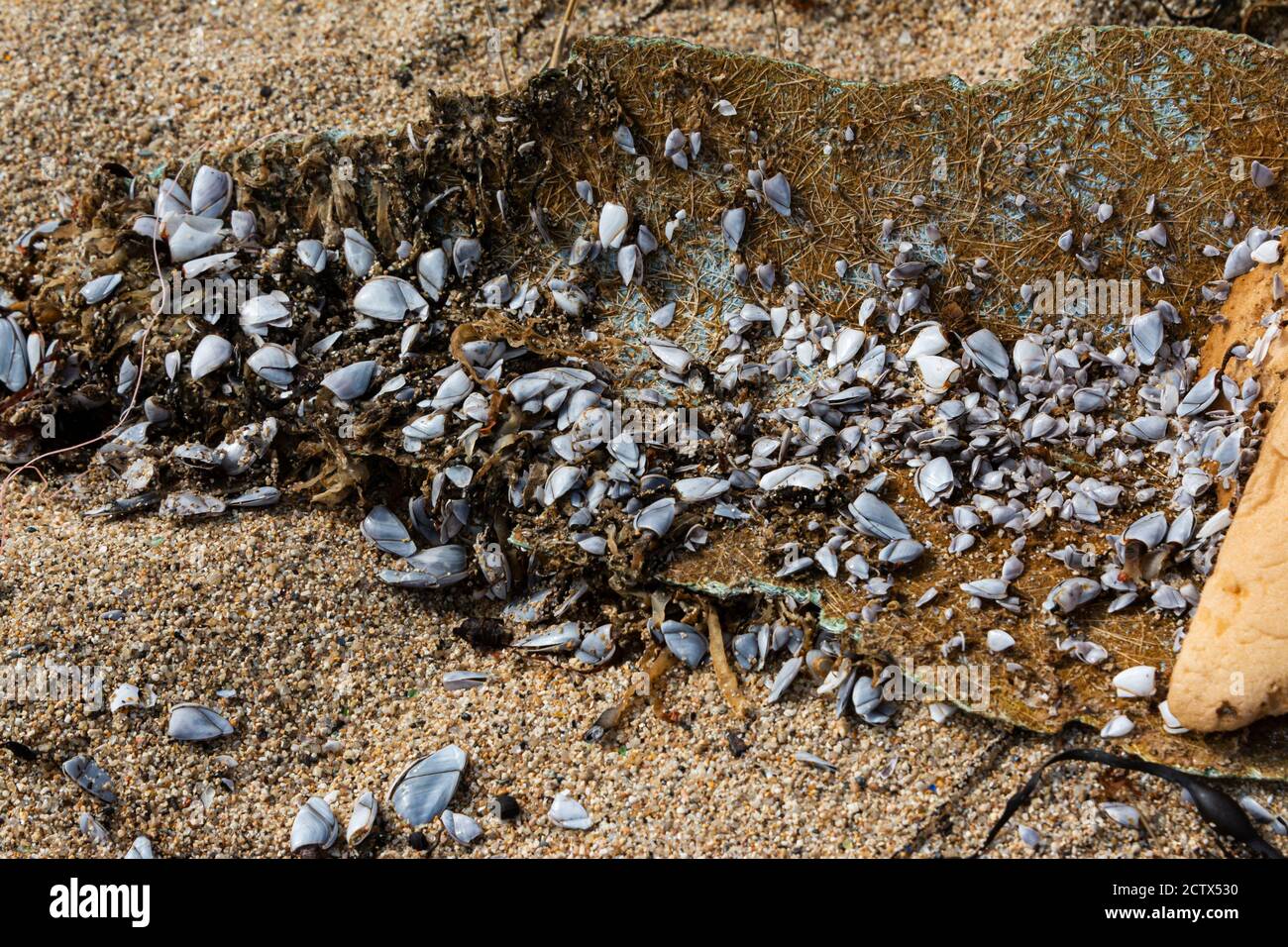 Barnacles d'oie commune (Lepas anatifera) sur la fibre de verre lavé sur une plage Banque D'Images