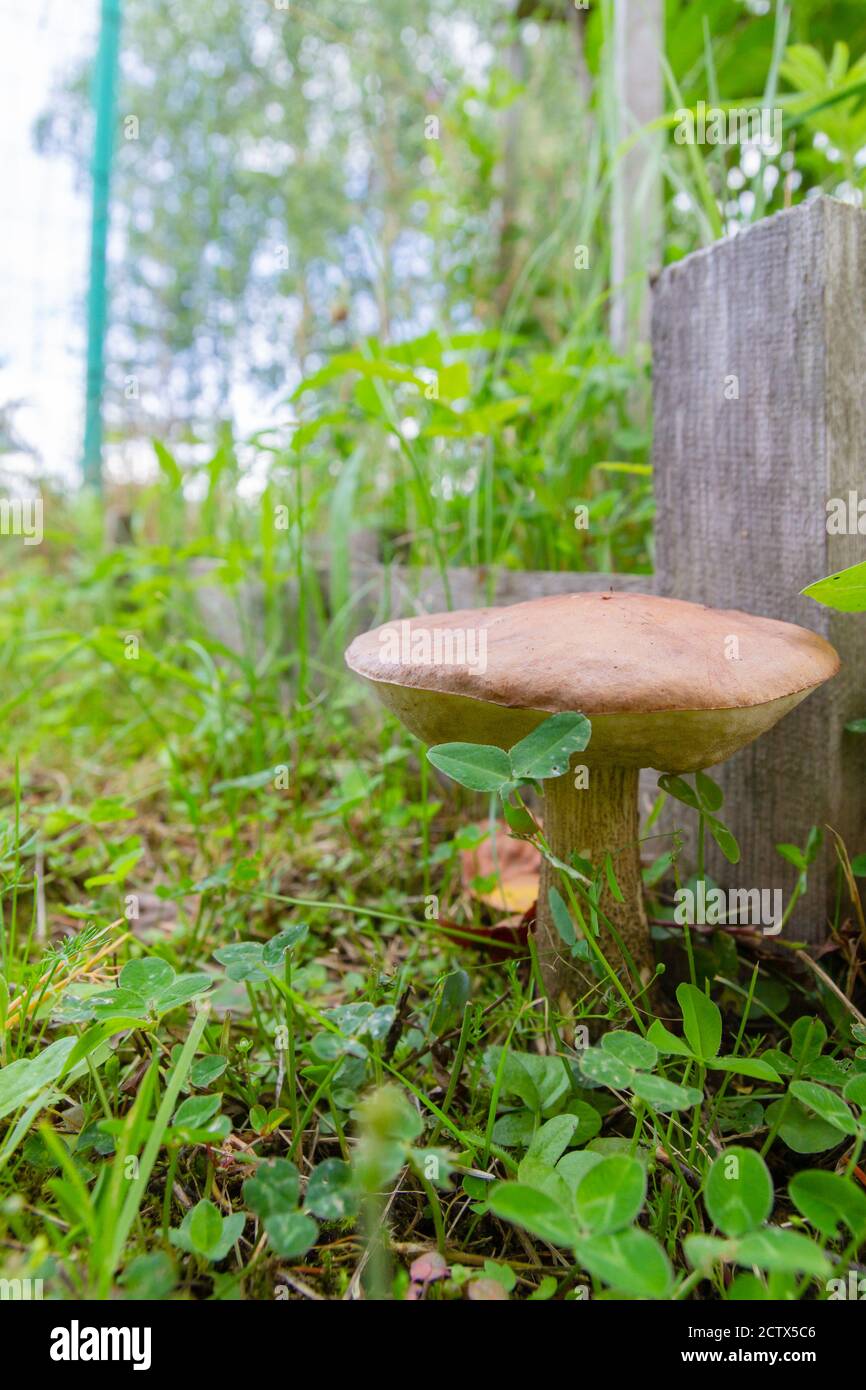 Le champignon de bouleau pousse dans une clairière en été Banque D'Images