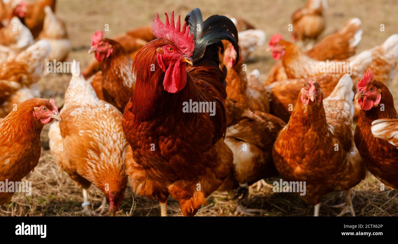 Kamp-Lintfort, Rhénanie-du-Nord-Westphalie, Allemagne - l'agriculture biologique NRW, les poulets biologiques, les poulets de plein champ vivent toute l'année dans la ferme de Bioland Banque D'Images