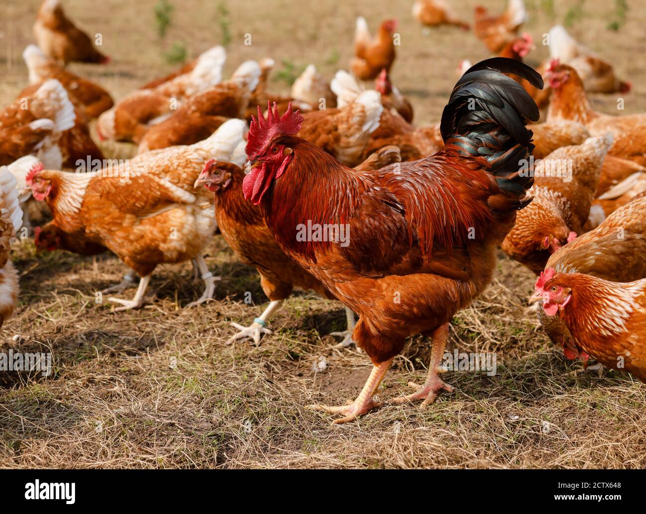 Kamp-Lintfort, Rhénanie-du-Nord-Westphalie, Allemagne - l'agriculture biologique NRW, les poulets biologiques, les poulets de plein champ vivent toute l'année dans la ferme de Bioland Banque D'Images