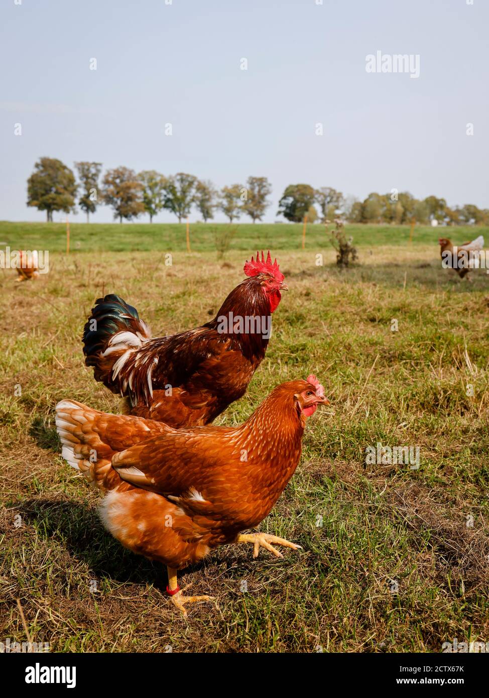 Kamp-Lintfort, Rhénanie-du-Nord-Westphalie, Allemagne - l'agriculture biologique NRW, les poulets biologiques, les poulets de plein champ vivent toute l'année dans la ferme de Bioland Banque D'Images