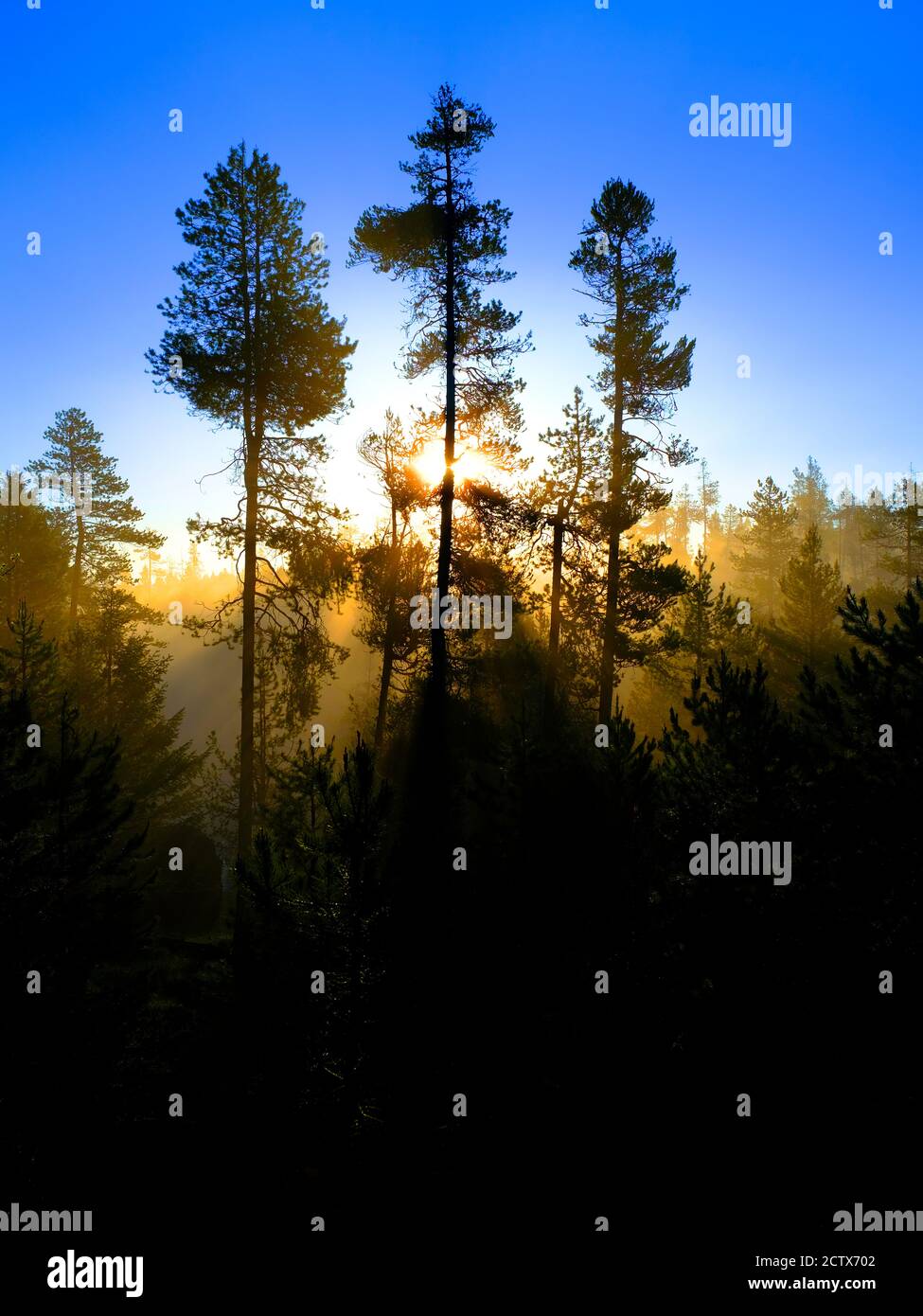 Rayons de soleil rayons de soleil se diffusant à travers les pins dans la forêt avec de la buée chaleur matinale du brouillard Banque D'Images