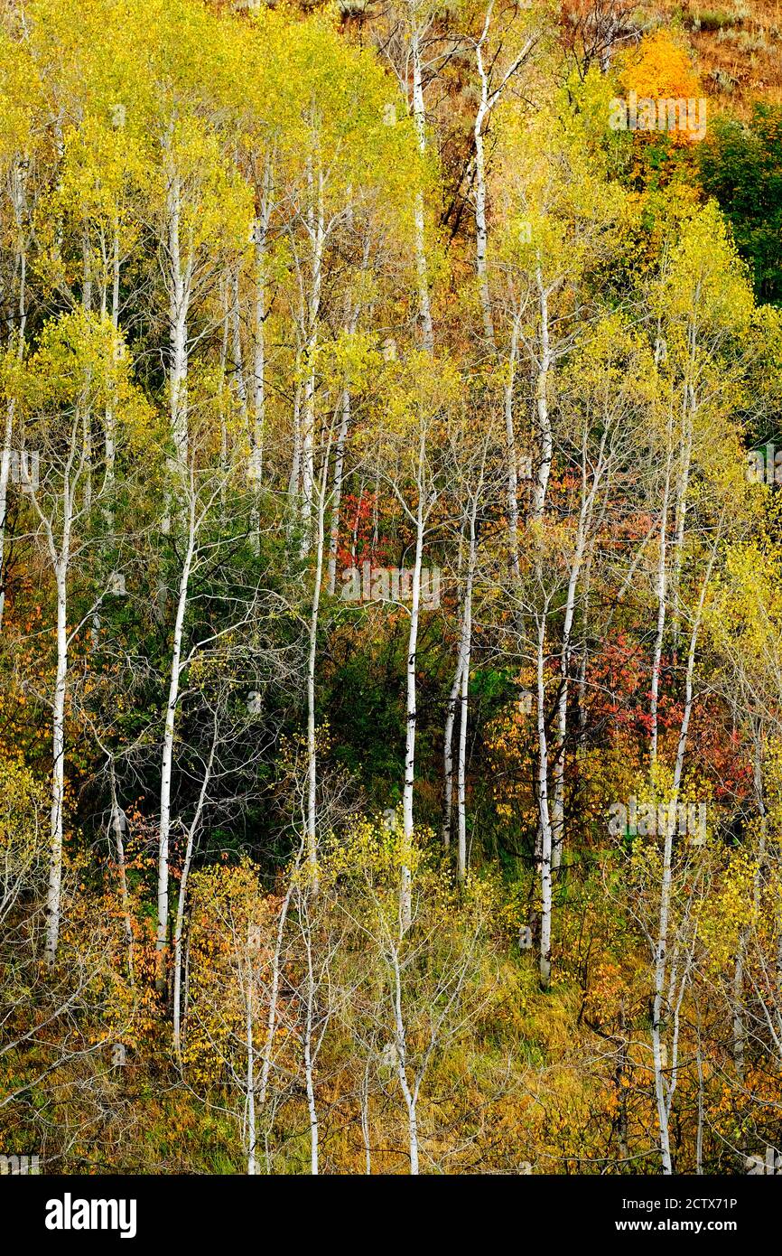 Les arbres d'automne dans le champ changeant de couleurs avec les montagnes dans le mérou Banque D'Images