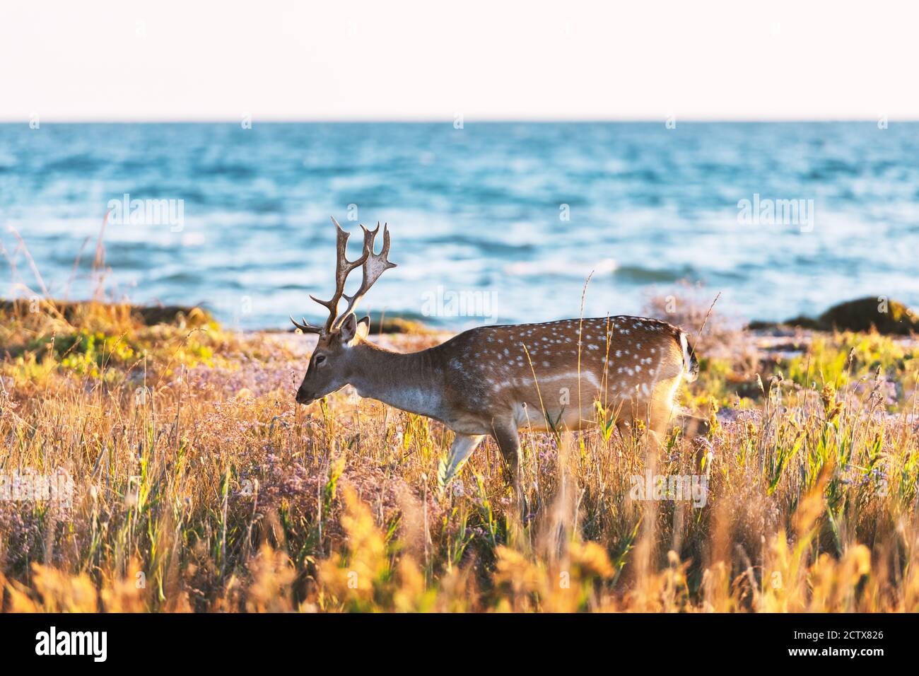 Magnifique cerf à appliqué sika avec de grandes cornes sur un pré. Bleu mer sur fond Banque D'Images