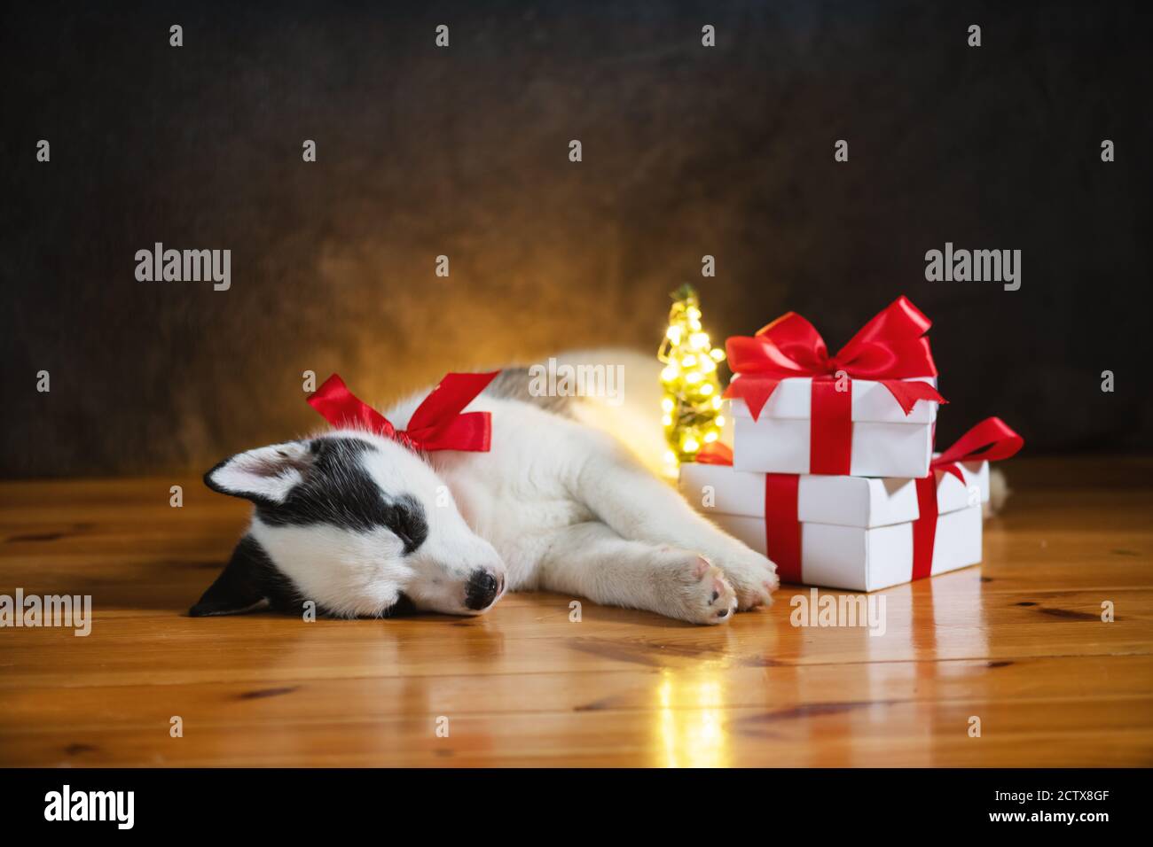 Un petit chien blanc chien chiot race husky sibérien avec noeud rouge et des boîtes-cadeaux dorment sur un sol en bois. Parfait cadeau d'anniversaire et de Noël pour votre enfant Banque D'Images
