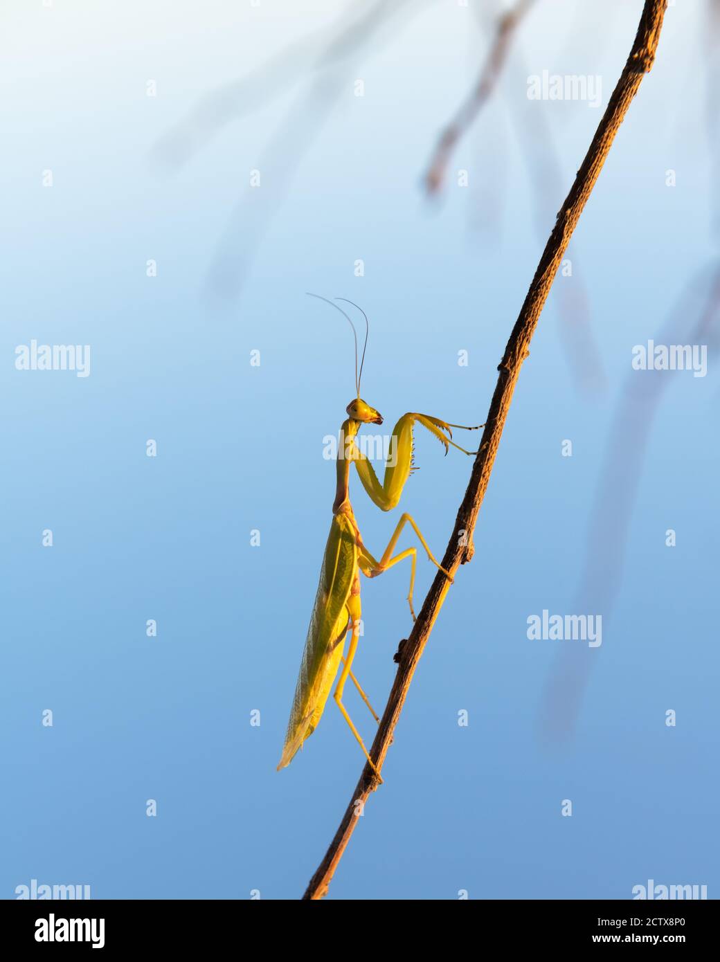 European Mantis religiosa ou priant Mantis sur Twigg gros plan. Prise de vue macro. Photographie d'insectes Banque D'Images