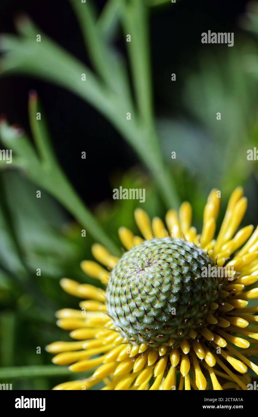 Gros plan d'une fleur de pilon à feuilles larges d'Australie jaune, Isopogon anemonifolius, qui grandit dans la lande dans le parc national Royal, Sydney, Nouvelle-Galles du Sud Banque D'Images