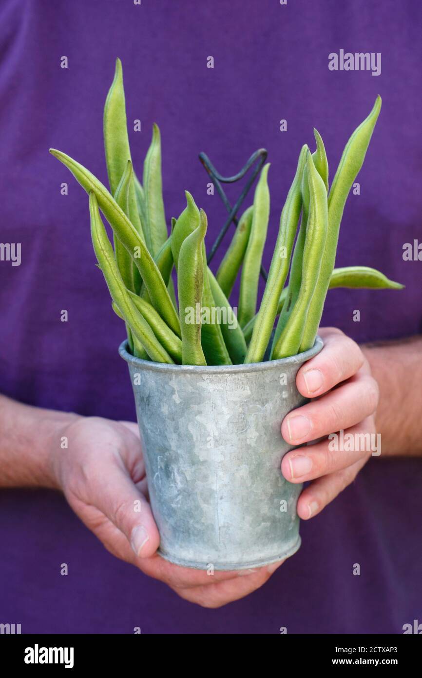 Phaseolus coccineus 'Firestorm'. Grains de course « Firestorm » fraîchement cueillis dans un jardin de cuisine. ROYAUME-UNI Banque D'Images