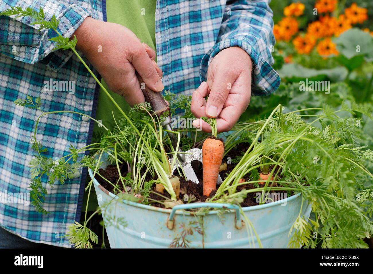 Daucus carota 'Arlequin' F1. Carottes poussant dans un récipient dans une parcelle de légumes domestiques. ROYAUME-UNI Banque D'Images