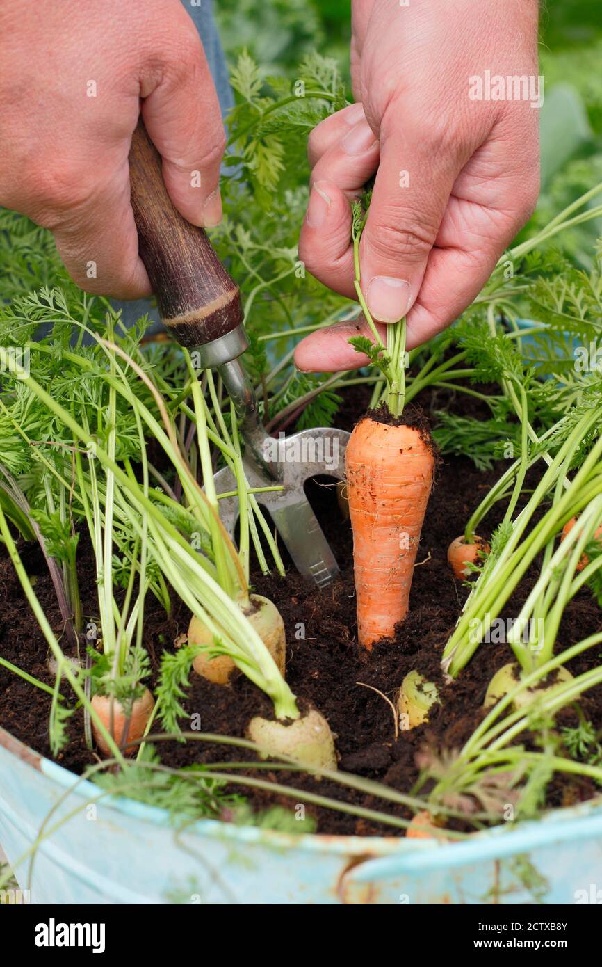 Daucus carota 'Arlequin' F1. Récolte de carottes d'Arlequin cultivées dans un récipient dans une parcelle de légumes domestique. ROYAUME-UNI Banque D'Images