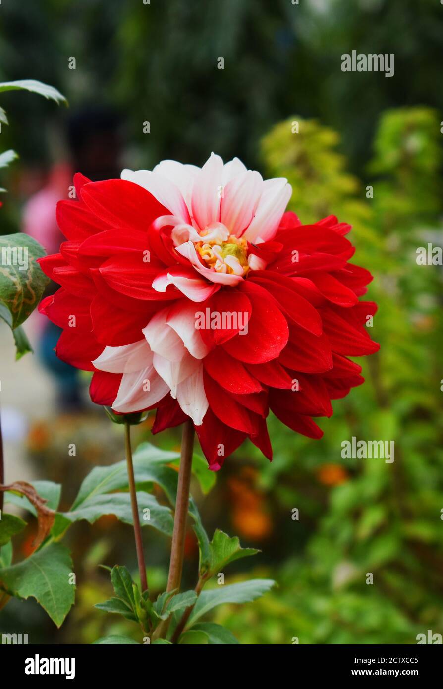 Dahlia rouge blanc gros plan fleur : rouge et blanc fleur de couleur Dahlias rond dans le jardin avec fond vert en pot. Fleur multicolore. Banque D'Images