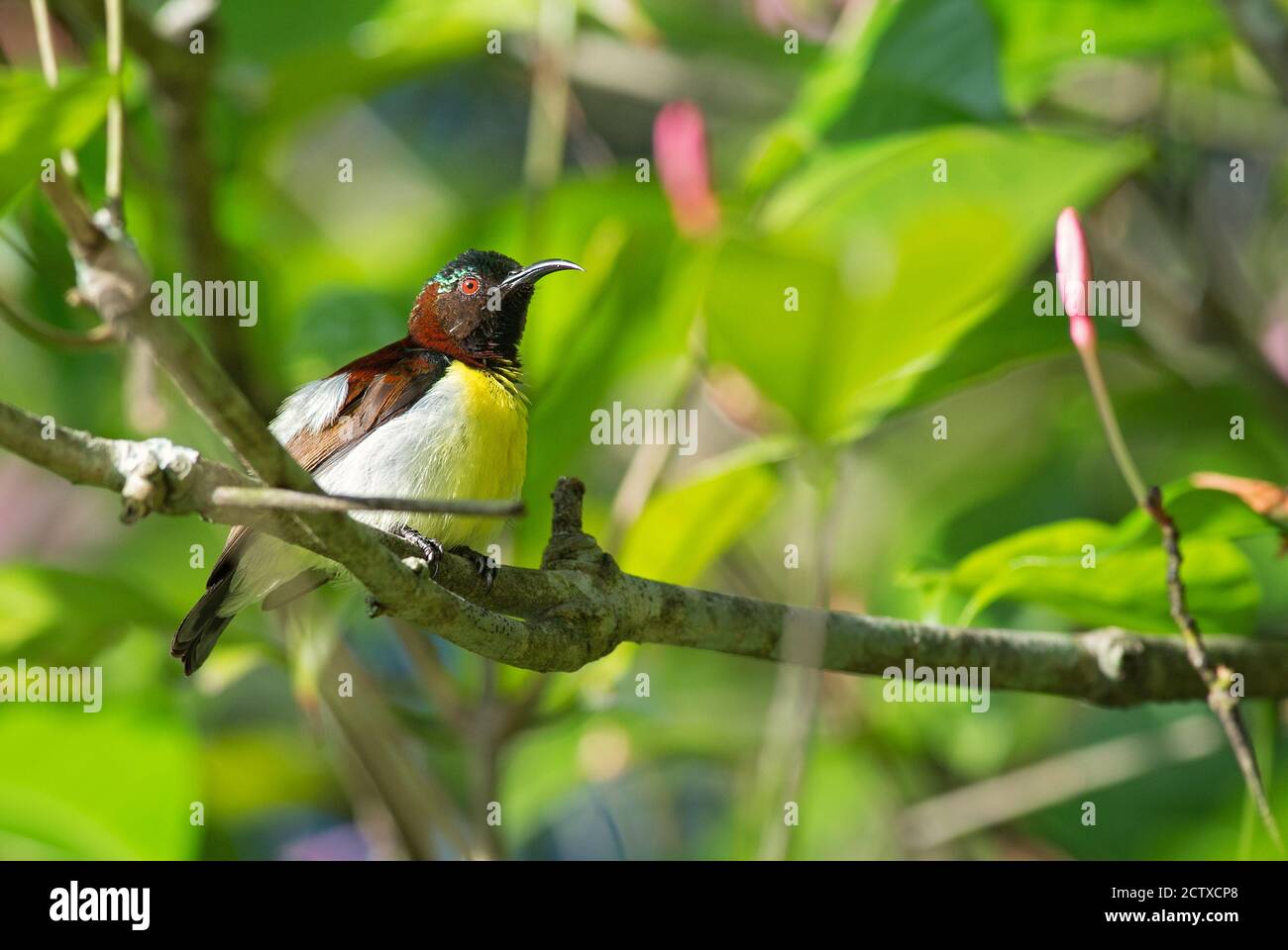 Sunbird à rumpe pourpre - Leptocoma zeylonica, beau petit oiseau perching des forêts et des forêts asiatiques, Sri Lanka. Banque D'Images