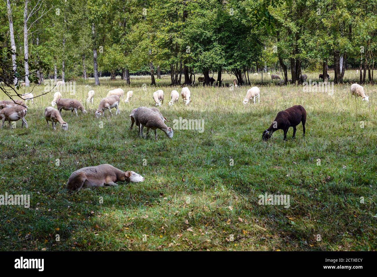 Mouton blanc et noir, dans prairie, champ, Ariège, France Banque D'Images