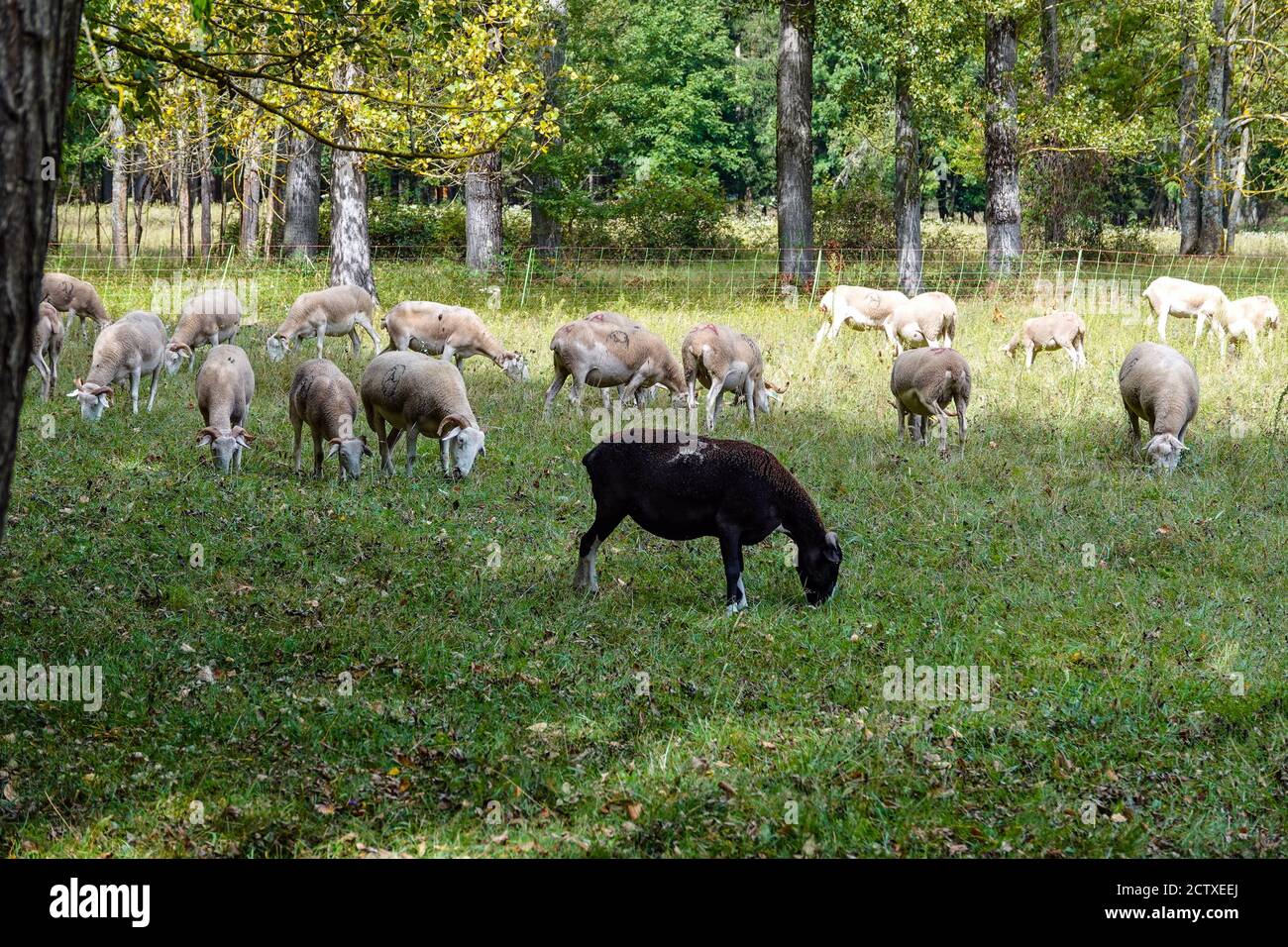 Mouton blanc et noir, dans prairie, champ, Ariège, France Banque D'Images