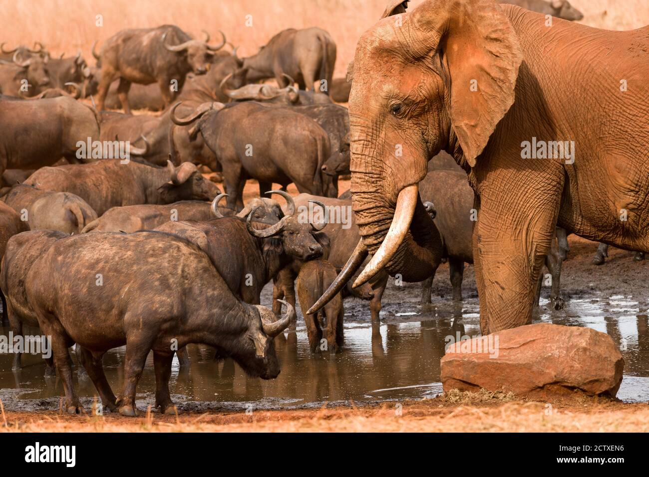 Éléphant d'Afrique du Bush (loxodonta africana), avec un buffle du cap (syncerus caffer), réserve de gibier de Ngutuni, Tsavo, Kenya Banque D'Images