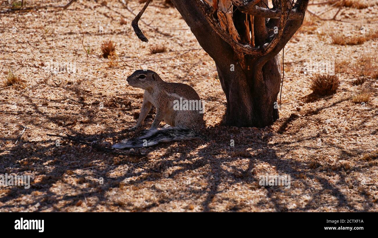 Mignonne d'écureuil africain (xerus inauris) se détendant dans l'ombre sous un arbre à mi-journée de chaleur à Spitzkoppe, désert de Kalahari, Namibie. Banque D'Images