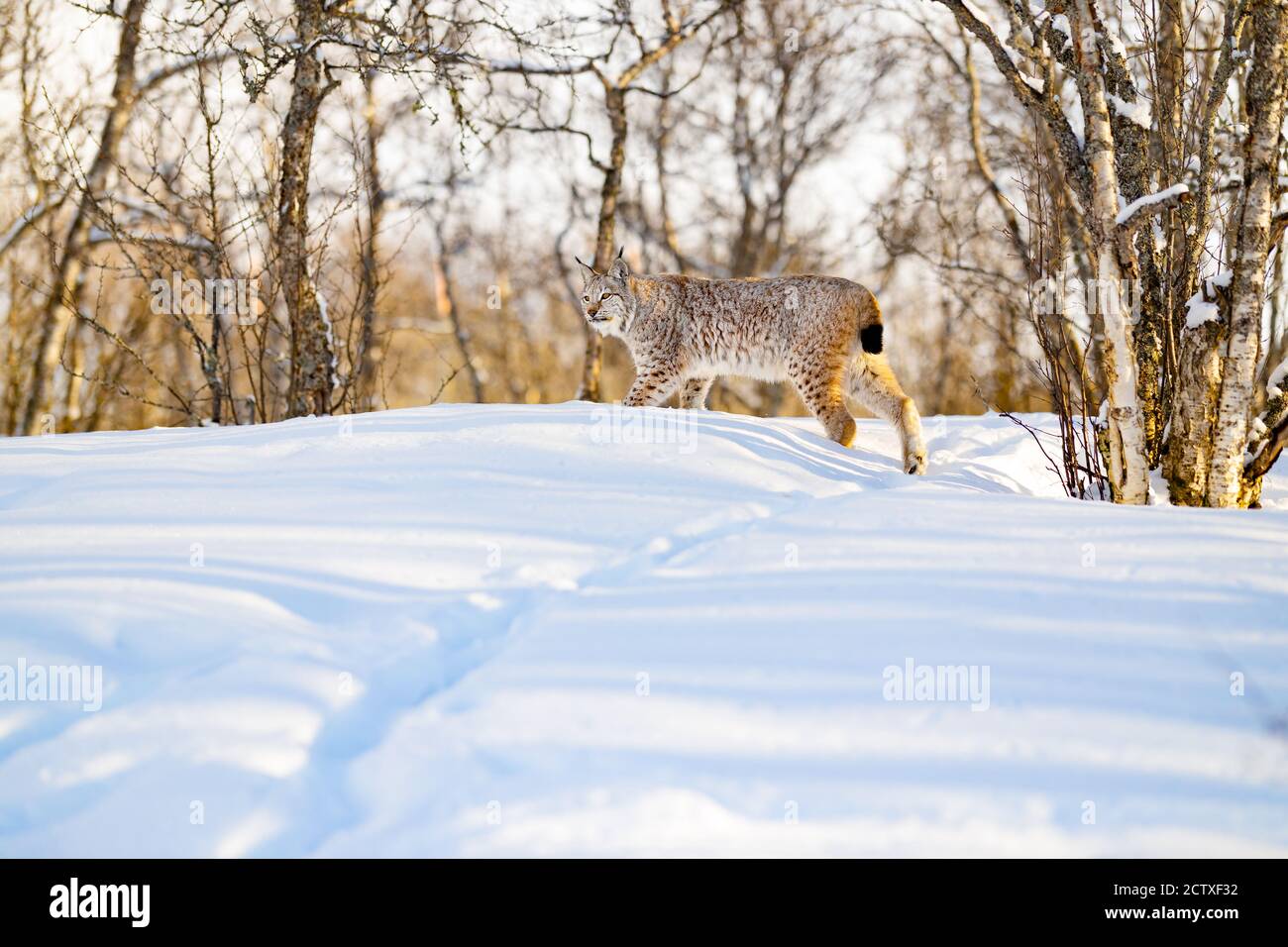 Lynx se promenant sur la neige par des arbres nus dans la forêt Banque D'Images
