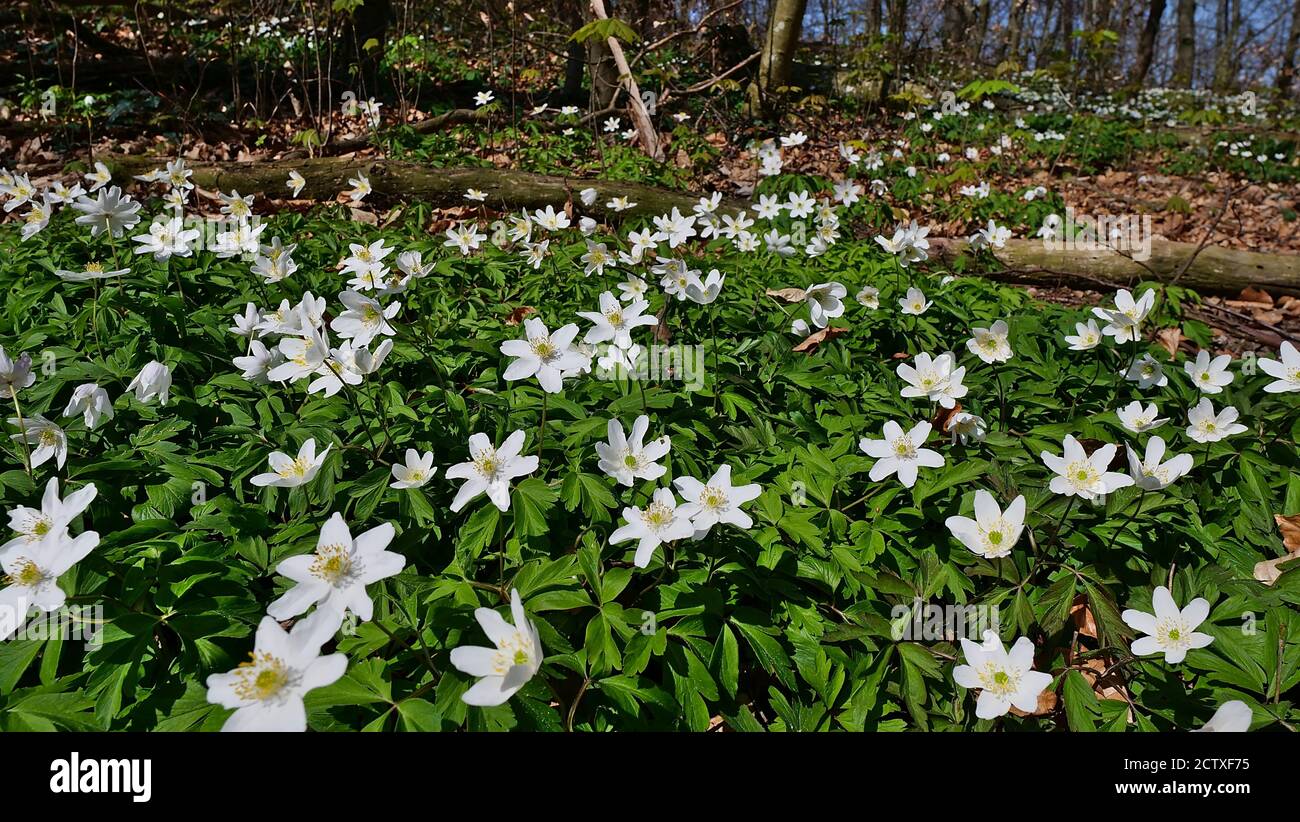 Fleurs sauvages en fleurs (anémone de bois, anemonoides nemorosa, également appelé fleur du vent, thimbleweed ou renard odorant) dans la forêt de Kaiserstuhl, en Allemagne. Banque D'Images