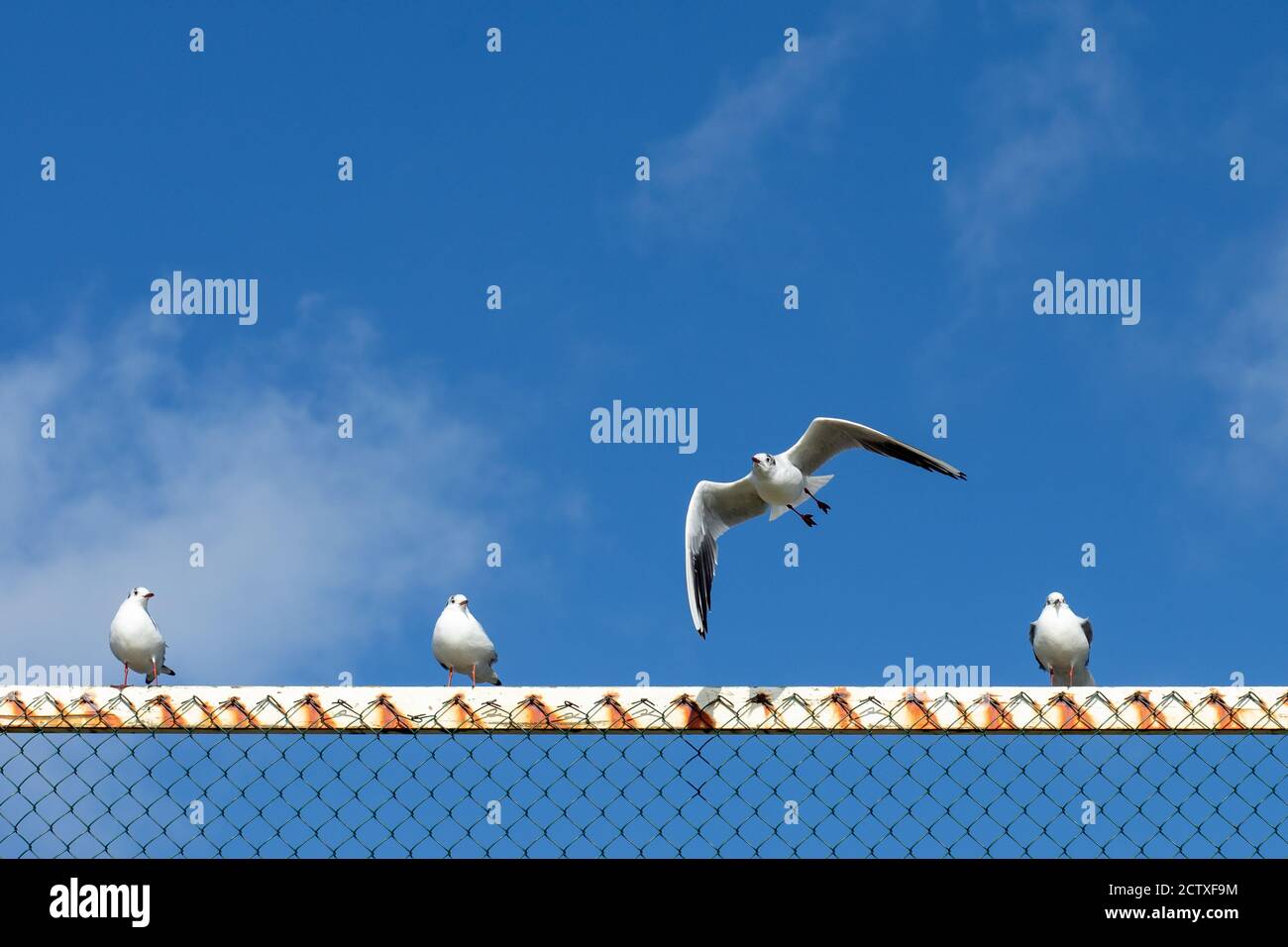 Mouettes sur les rails de Southbourne Beach à Bournemouth contre un ciel bleu d'hiver. 08 février 2020. Photo: Neil Turner Banque D'Images