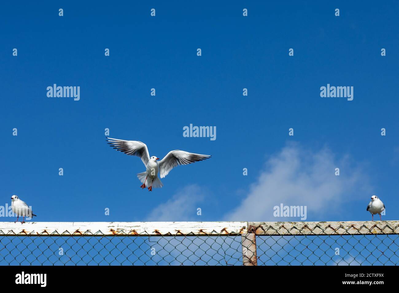 Mouettes sur les rails de Southbourne Beach à Bournemouth contre un ciel bleu d'hiver. 08 février 2020. Photo: Neil Turner Banque D'Images
