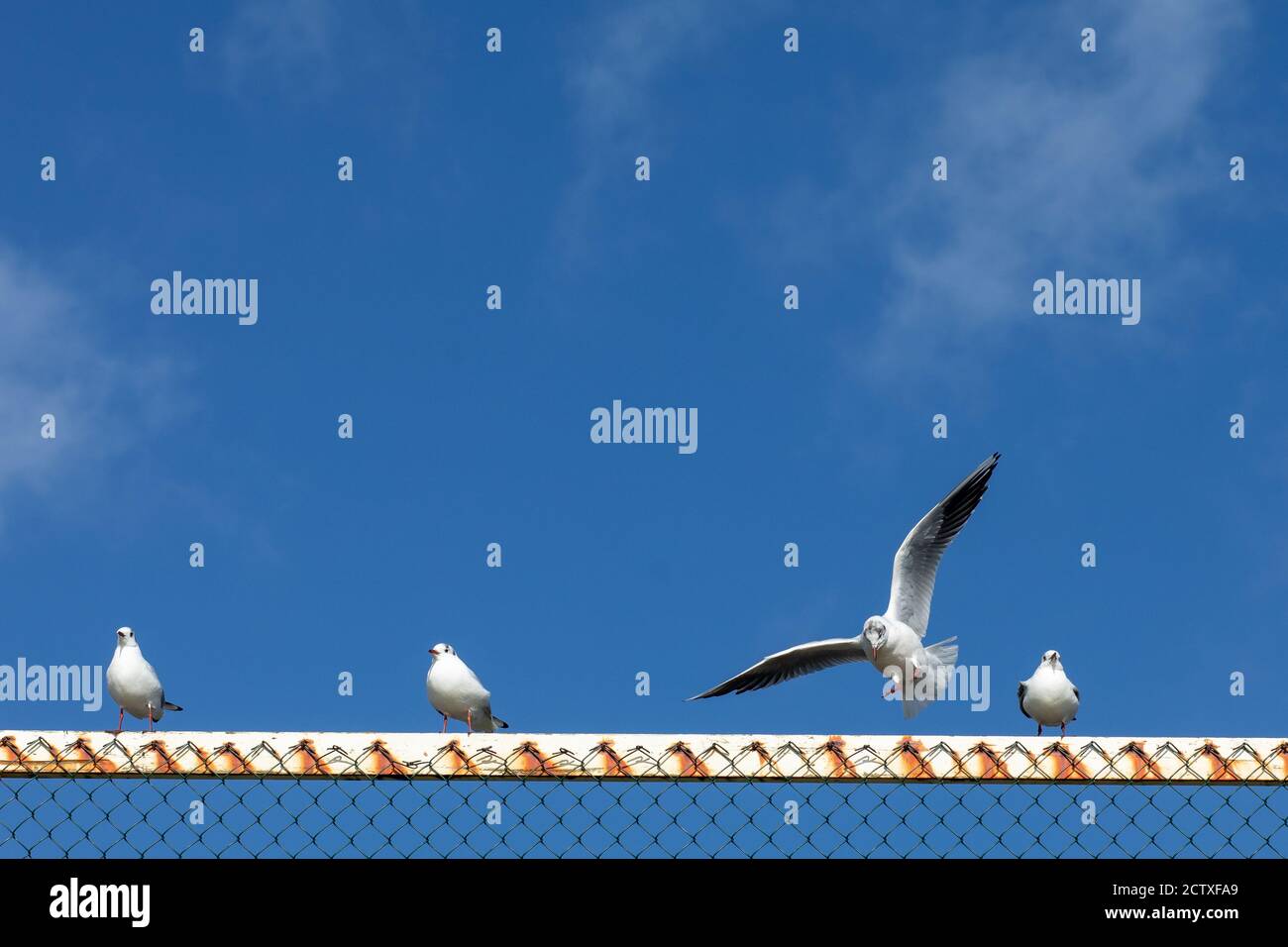 Mouettes sur les rails de Southbourne Beach à Bournemouth contre un ciel bleu d'hiver. 08 février 2020. Photo: Neil Turner Banque D'Images