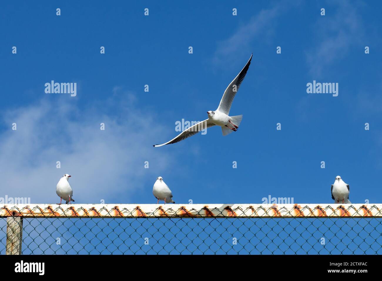 Mouettes sur les rails de Southbourne Beach à Bournemouth contre un ciel bleu d'hiver. 08 février 2020. Photo: Neil Turner Banque D'Images
