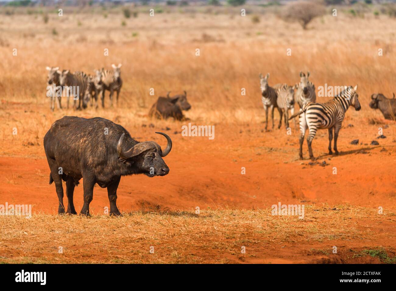 Buffle de cap solitaire (syncerus caffer) debout sur des plaines sèches avec zébré en arrière-plan, réserve de gibier de Ngutuni, Tsavo, Kenya Banque D'Images
