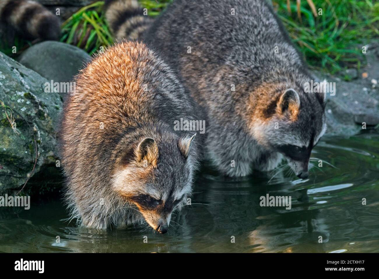 Deux Ratons Laveurs Nord Americains Procyon Lotor Originaires De L Amerique Du Nord Lavant La Nourriture Dans L Eau Du Ruisseau Photo Stock Alamy