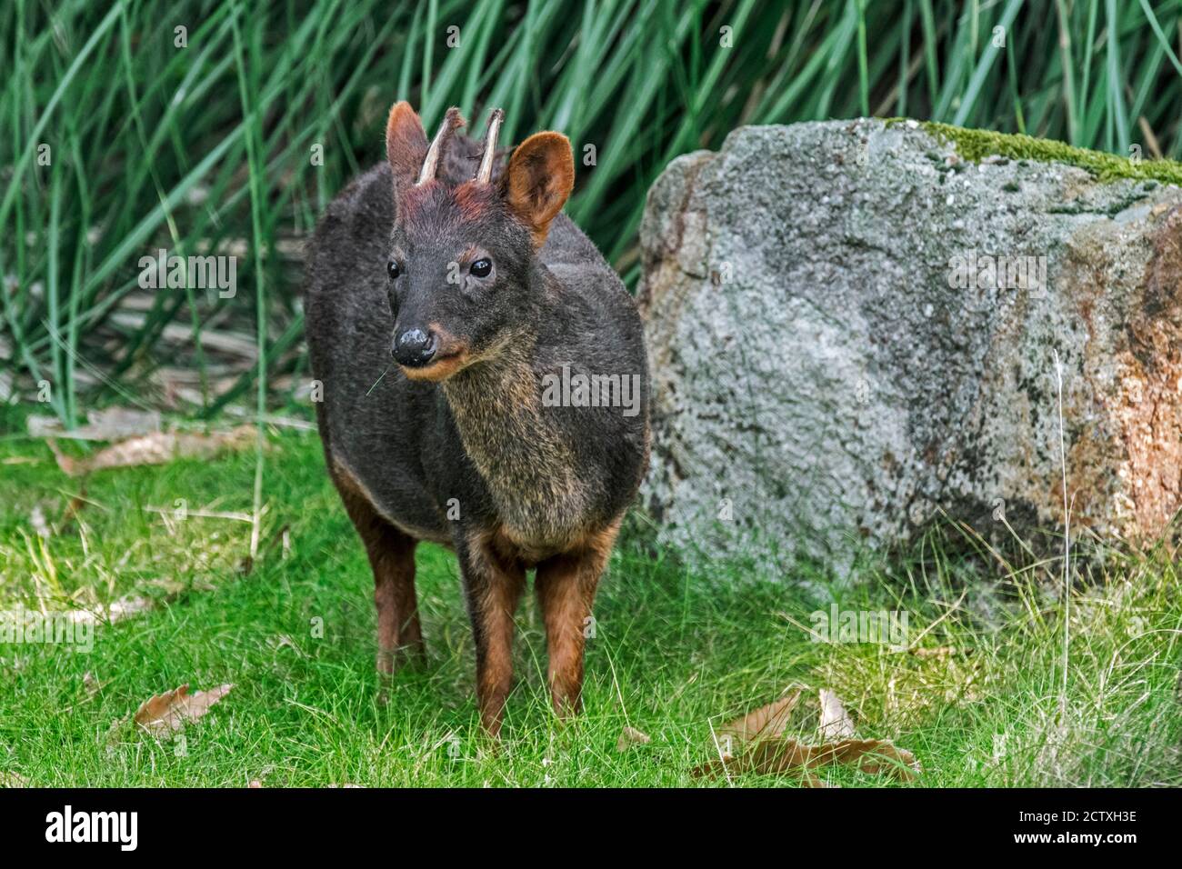 pudu du Sud ((Pudu puda / Pudu pudu) mâle, le plus petit cerf du monde originaire des Andes du Sud du Chili et de l'Argentine Banque D'Images