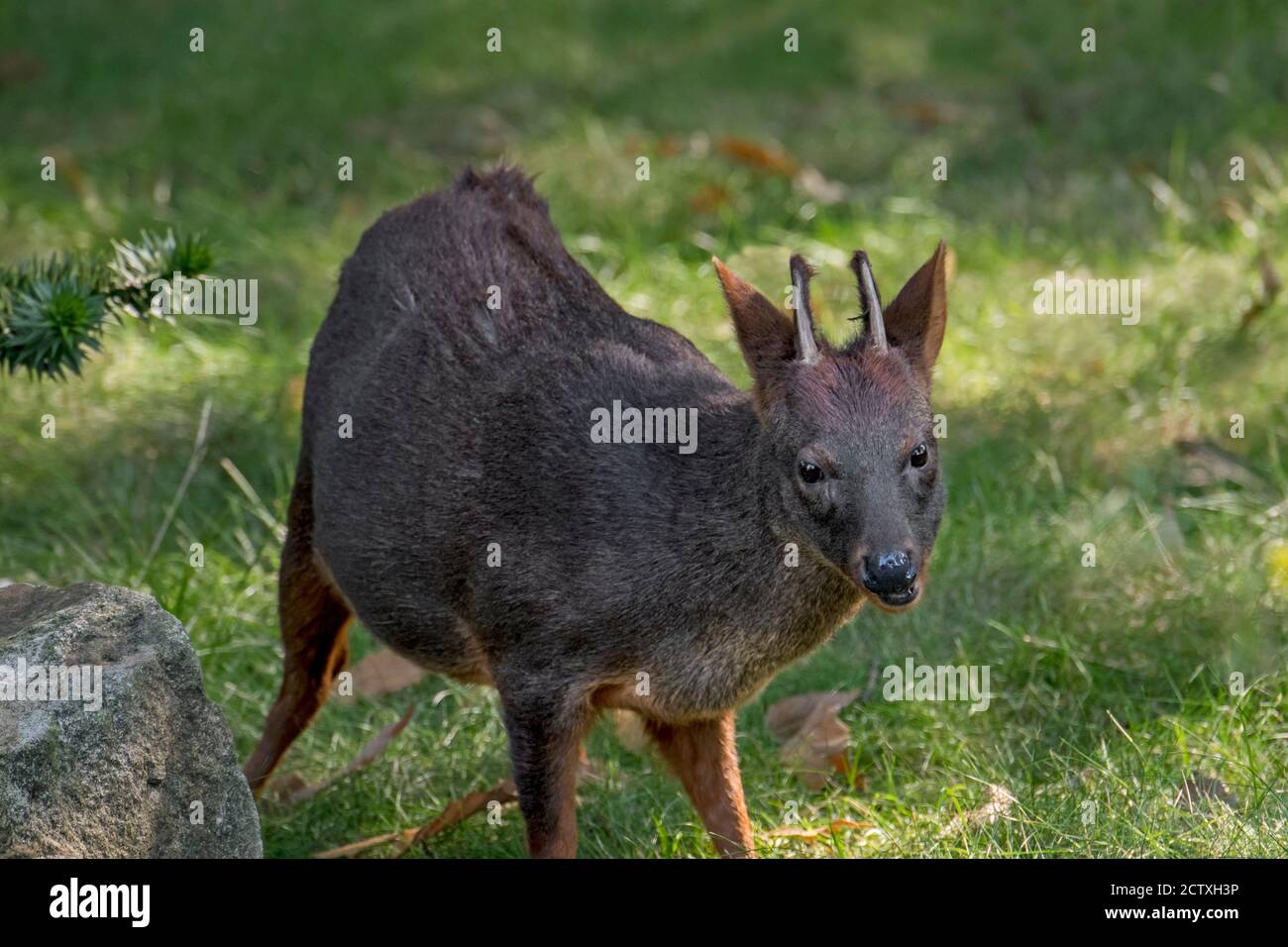 pudu du Sud ((Pudu puda / Pudu pudu) mâle, le plus petit cerf du monde originaire des Andes du Sud du Chili et de l'Argentine Banque D'Images