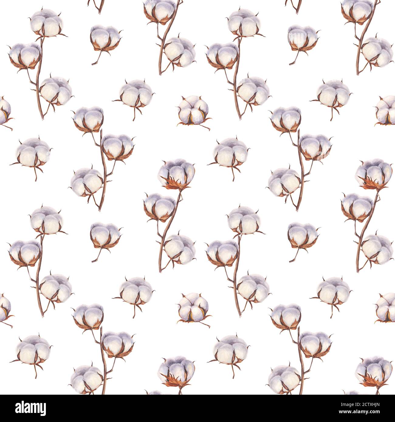 Fleurs en coton Eco bourgeons branches motif sans couture. Aquarelle fond de boules de coton dessiné à la main. Illustration botanique vintage sur fond blanc Banque D'Images