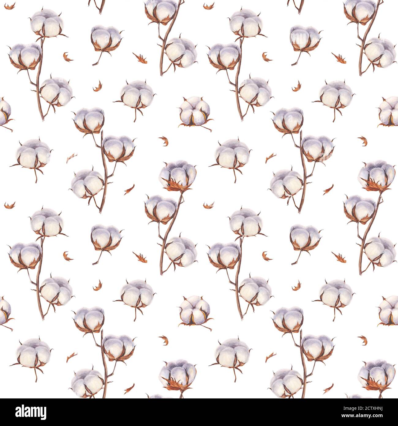 Fleurs en coton Eco bourgeons branches motif sans couture. Aquarelle fond de boules de coton dessiné à la main. Illustration botanique vintage sur fond blanc Banque D'Images