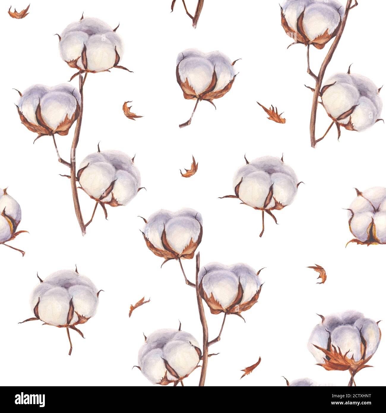 Coton fleur Eco bourgeons branches texture sans couture. Aquarelle fond de boules de coton dessiné à la main. Illustration botanique vintage sur fond blanc Banque D'Images
