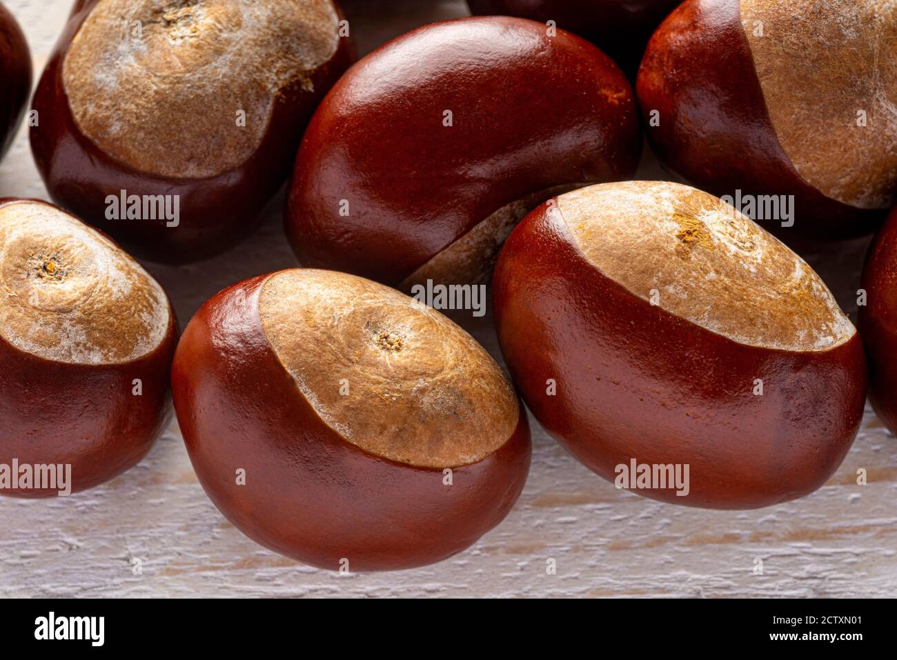 Châtaignes (Conkers) sur bois blanc Banque D'Images