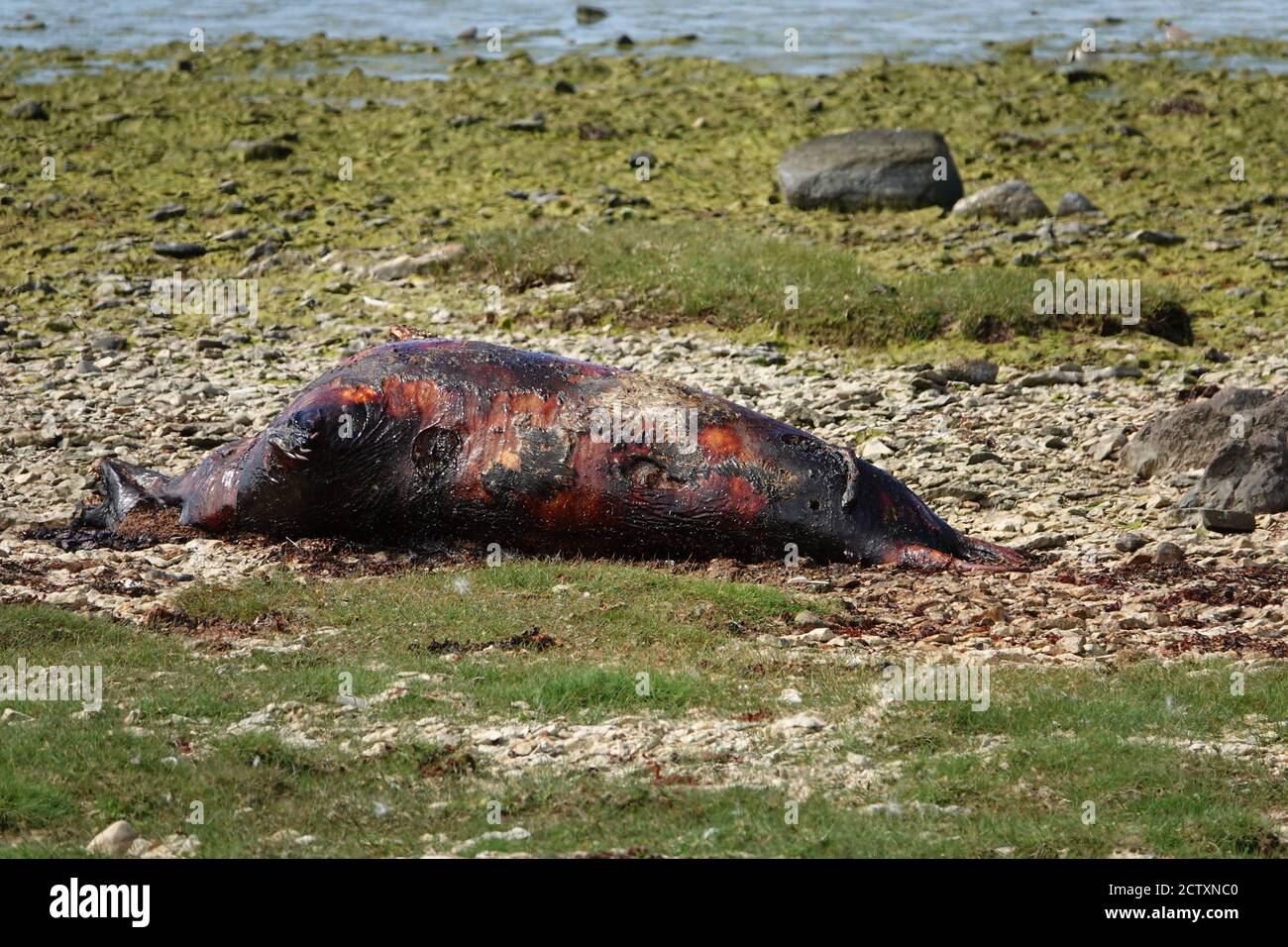 Animaux sauvages - Dead Seal Pup sur la plage Banque D'Images