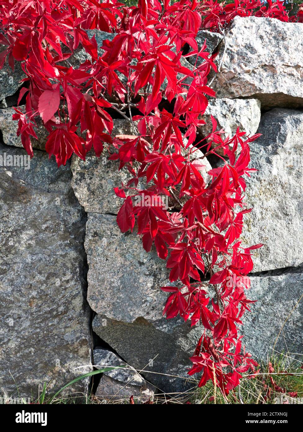 Automne Virginia rampante vigne poussant sur un mur de pierre de champ.Virginia Creeper (Parthenocissus quinquefolia) est devenu rouge en automne Banque D'Images