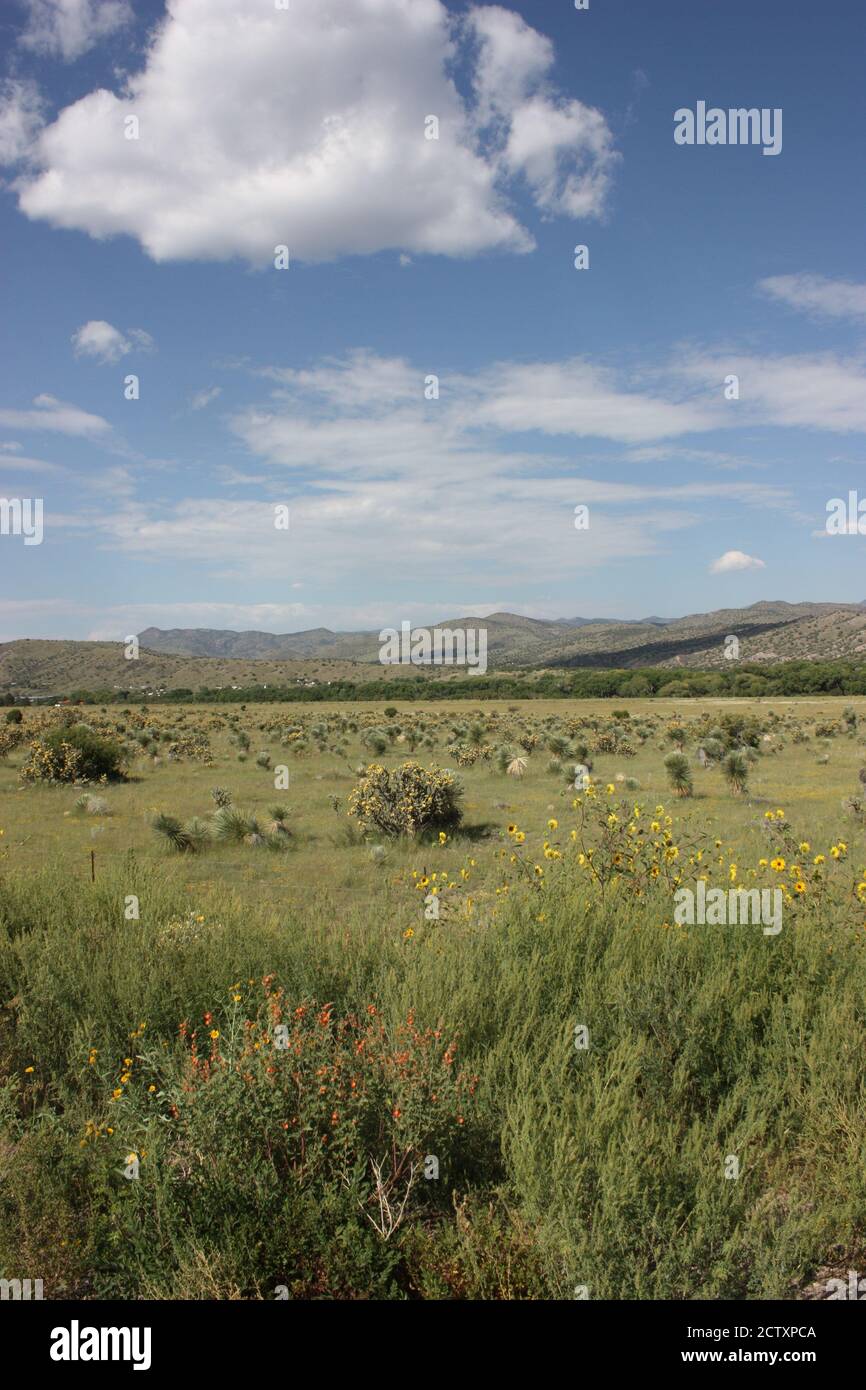 Un terrain verdoyant de yucca et de tournesols se trouve contre le Les montagnes Mimbres et un ciel bleu vif Banque D'Images