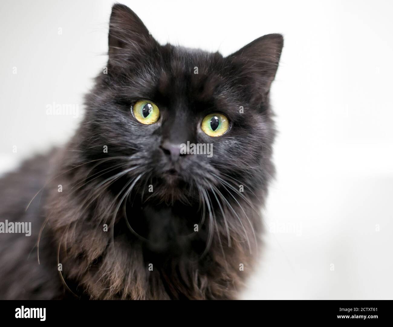 Un chat noir à poils moyens, doux et large, regarde la caméra Banque D'Images
