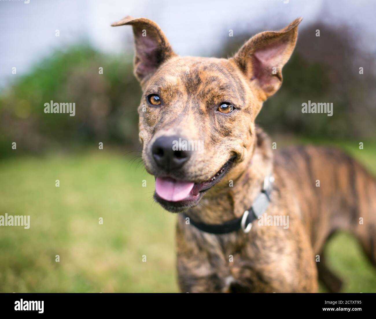 Un chien joyeux bringé de race mixte avec de grandes oreilles de disquettes à l'extérieur Banque D'Images