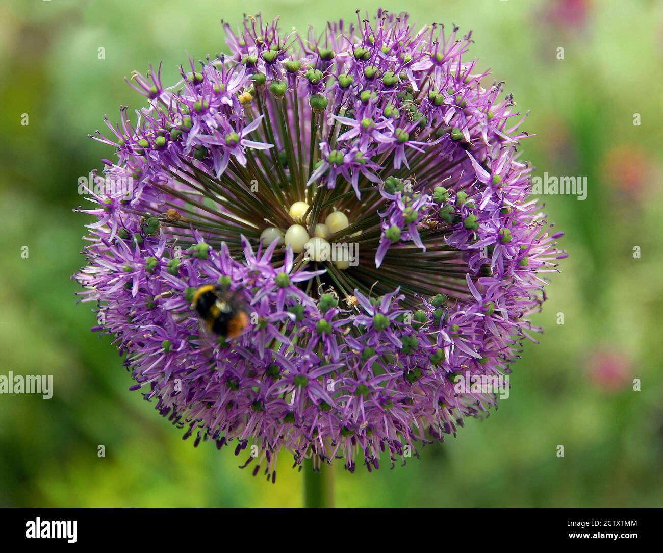 Allium 'batteur du batteur' montrant ses ovaires en forme de perle Banque D'Images