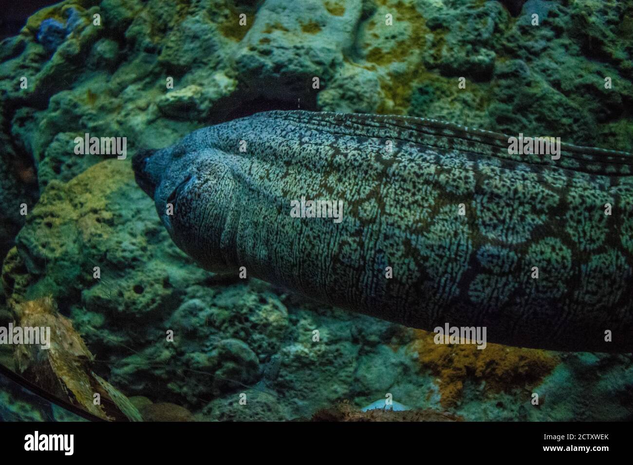 moray dans l'aquarium Banque D'Images