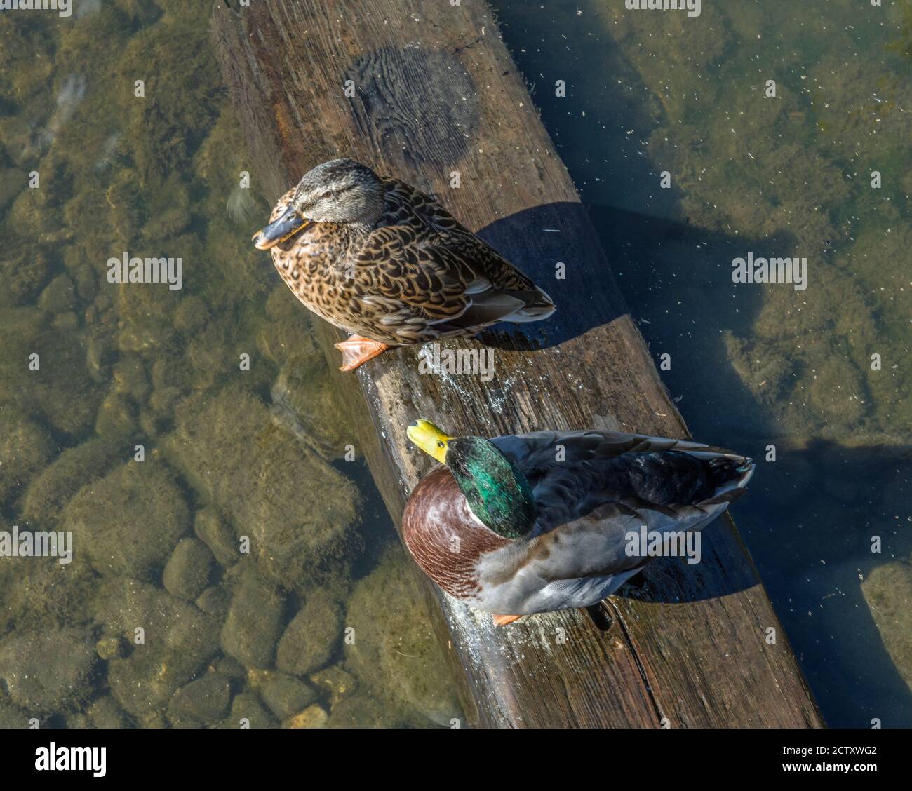 Les terres humides de la baie de Cardiff sur le lac d'eau douce de la baie de Cardiff avec des oiseaux sauvages qui y font leurs maisons. Banque D'Images