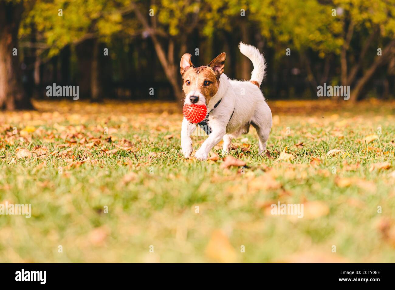 Par temps ensoleillé et chaud, le jour de l'automne, le chien joue Avec balle de jouet sur la pelouse du parc le jour de septembre Banque D'Images