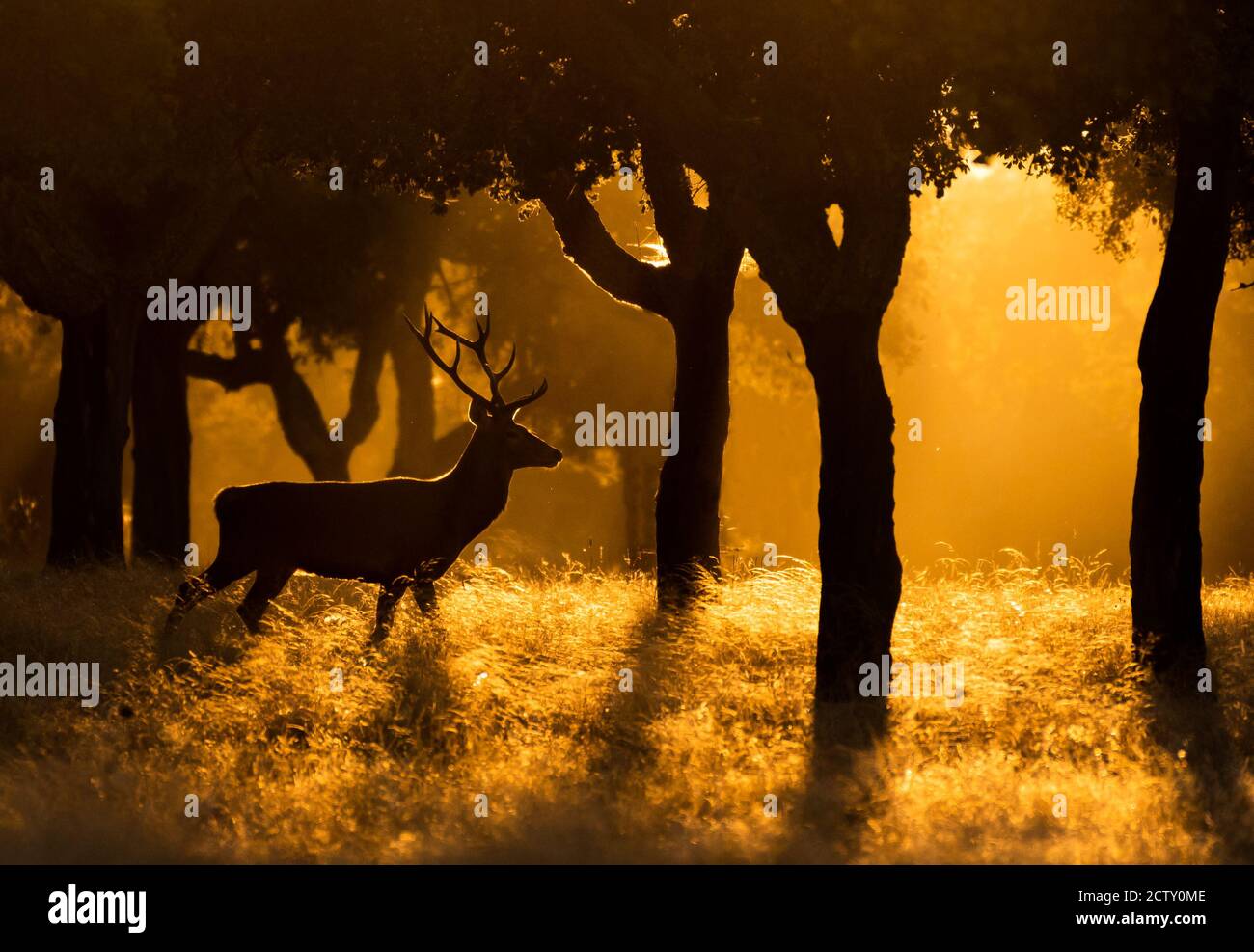 Un cerf dans le champ espagnol au coucher du soleil Banque D'Images