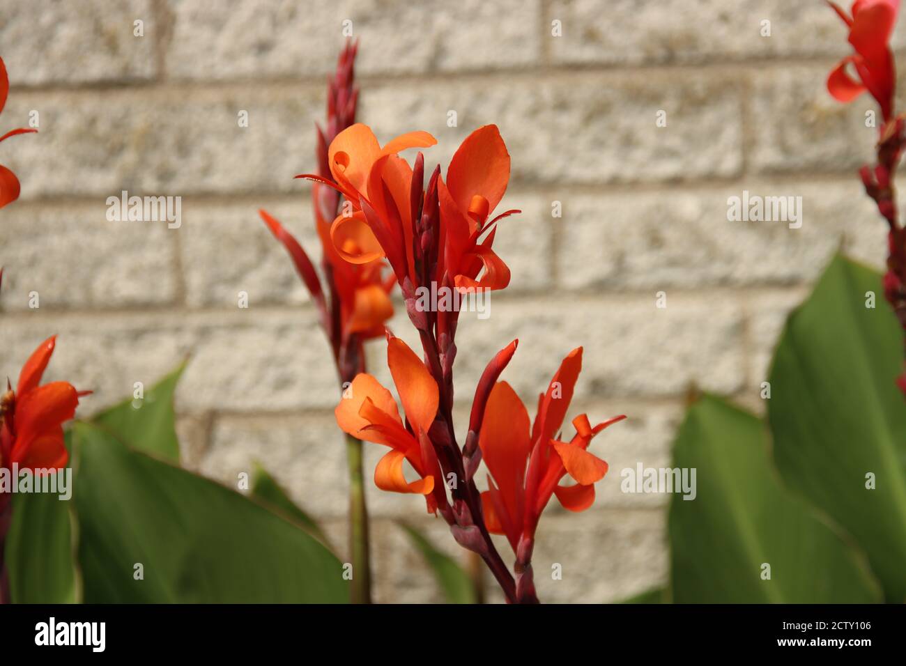 canna lily de couleur orange avec fond de brique blanche Pays-Bas Photo  Stock - Alamy