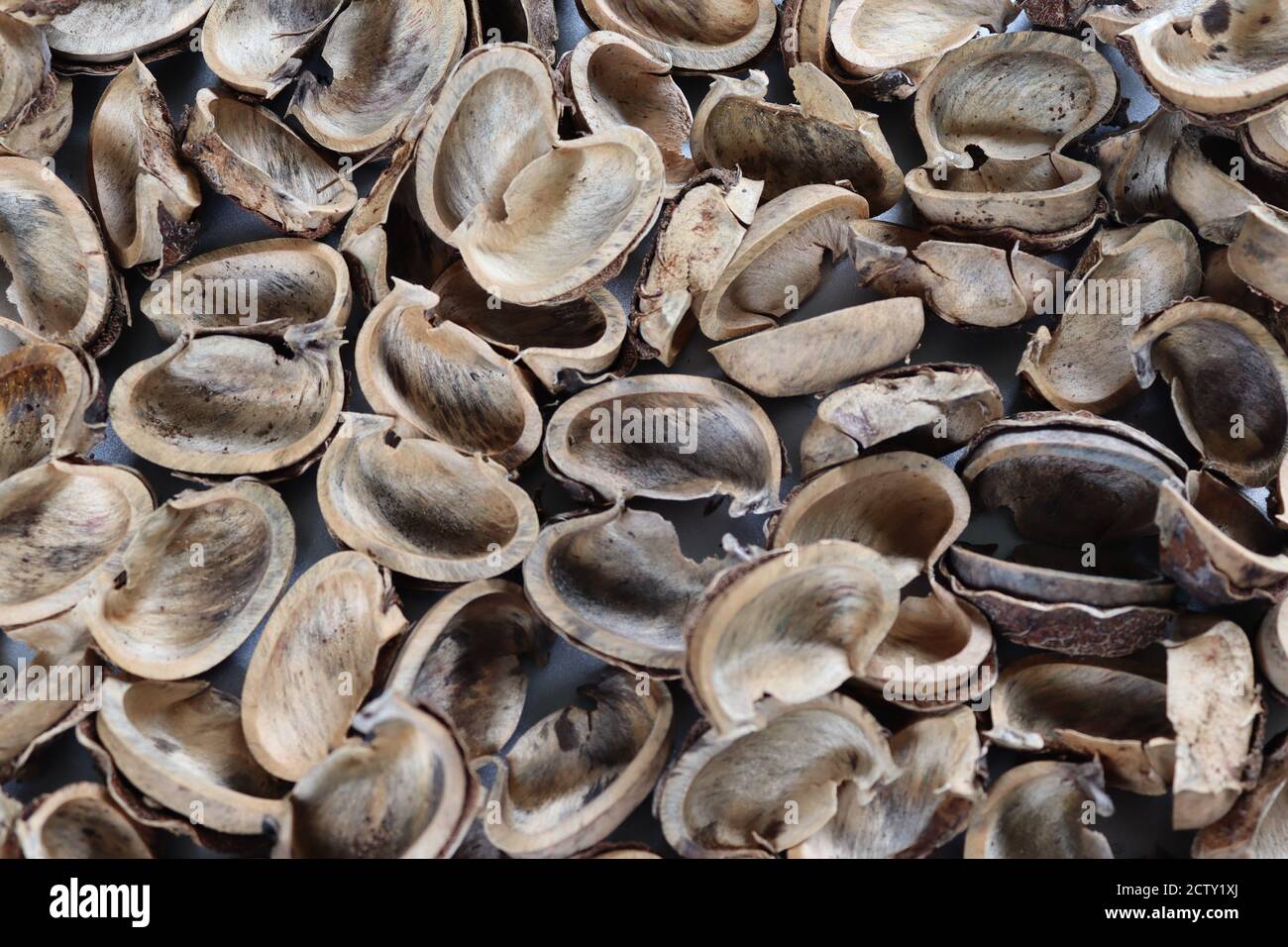 Caoutchouc, ce sont des coquilles en caoutchouc recueillies de plantation de caoutchouc. Le caoutchouc est une grande histoire, ne peut pas expliquer par une seule photo. Banque D'Images