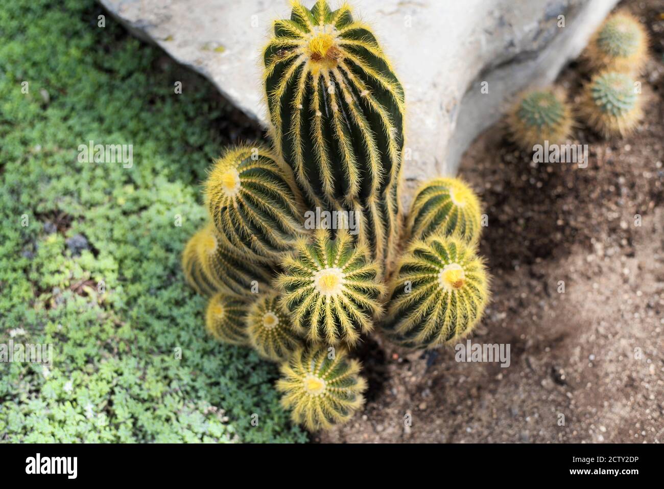 Grand canon doré catii, échinocactus grusonii dans un écosystème désertique des jardins botaniques de montréal au canada. Banque D'Images