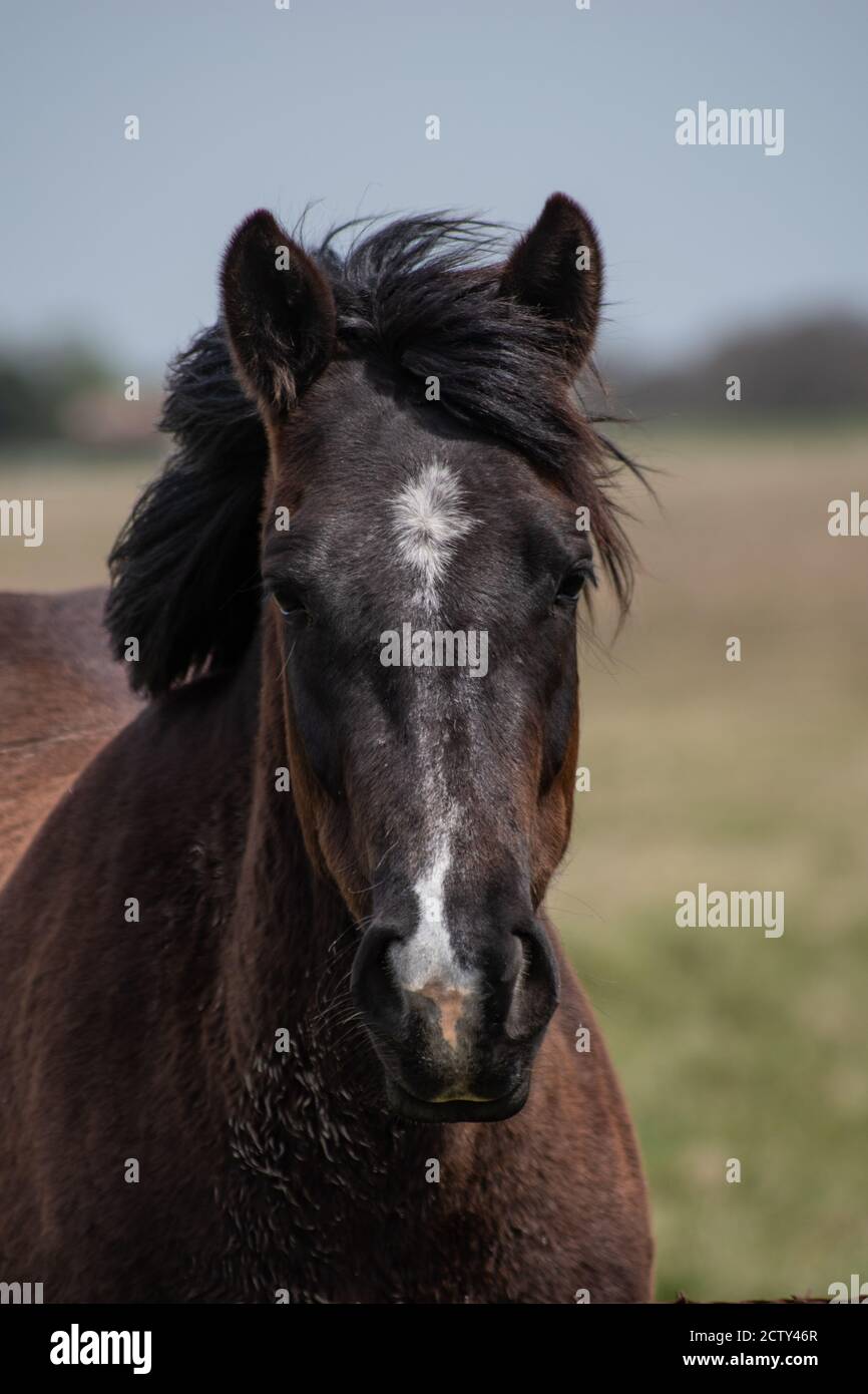 Portrait de cheval noir Banque D'Images